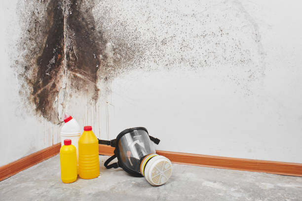 Best Affordable Mold Removal  in White Bluff, TN