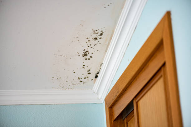 Best Commercial Mold Removal  in White Bluff, TN