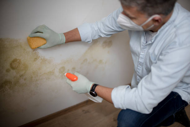 Home Mold Removal in White Bluff, TN