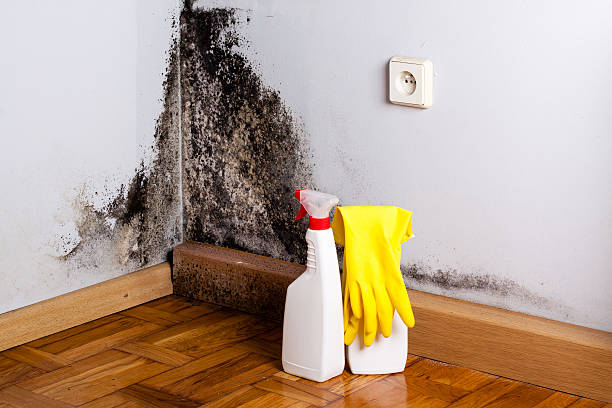 Best Crawl Space Mold Removal  in White Bluff, TN