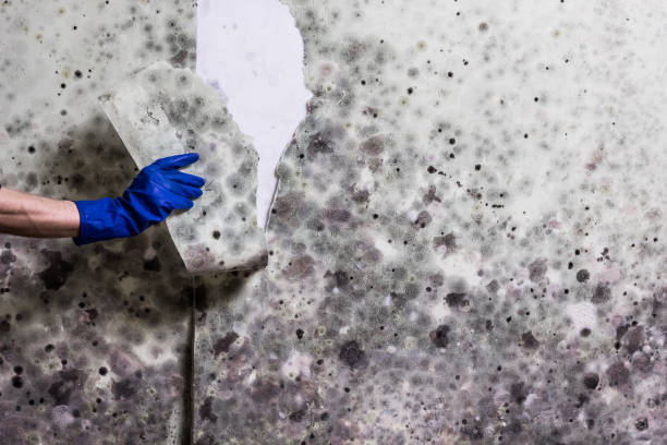Best Same-Day Mold Removal  in White Bluff, TN